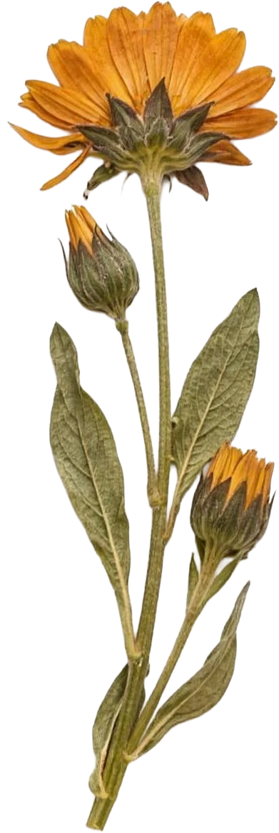 Měsíček